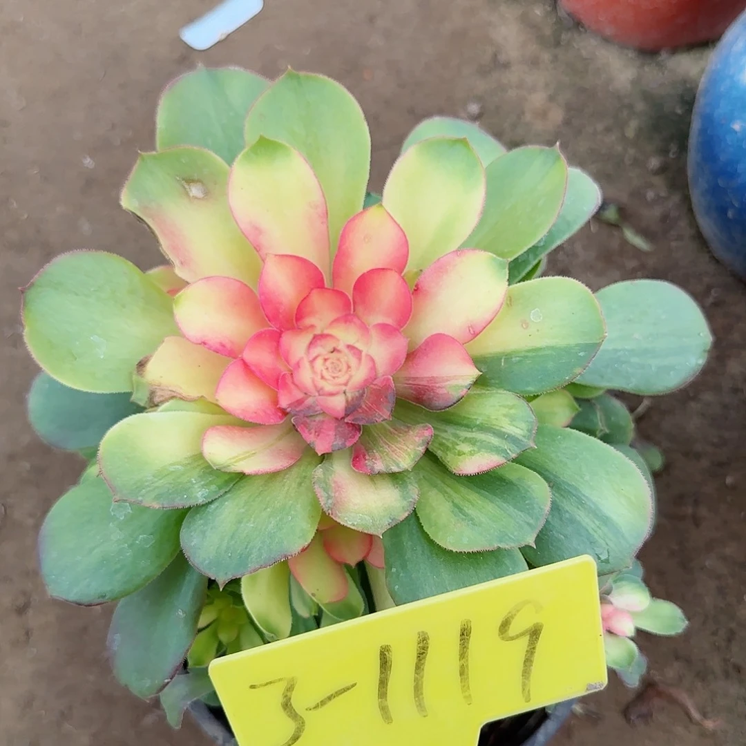 3-1119---邵修七彩多头发根