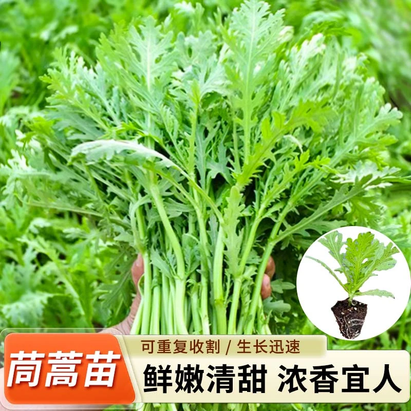 茼蒿菜苗大叶小叶中叶茼蒿苗秧苗种子皇帝菜阳台盆栽春季蔬菜苗