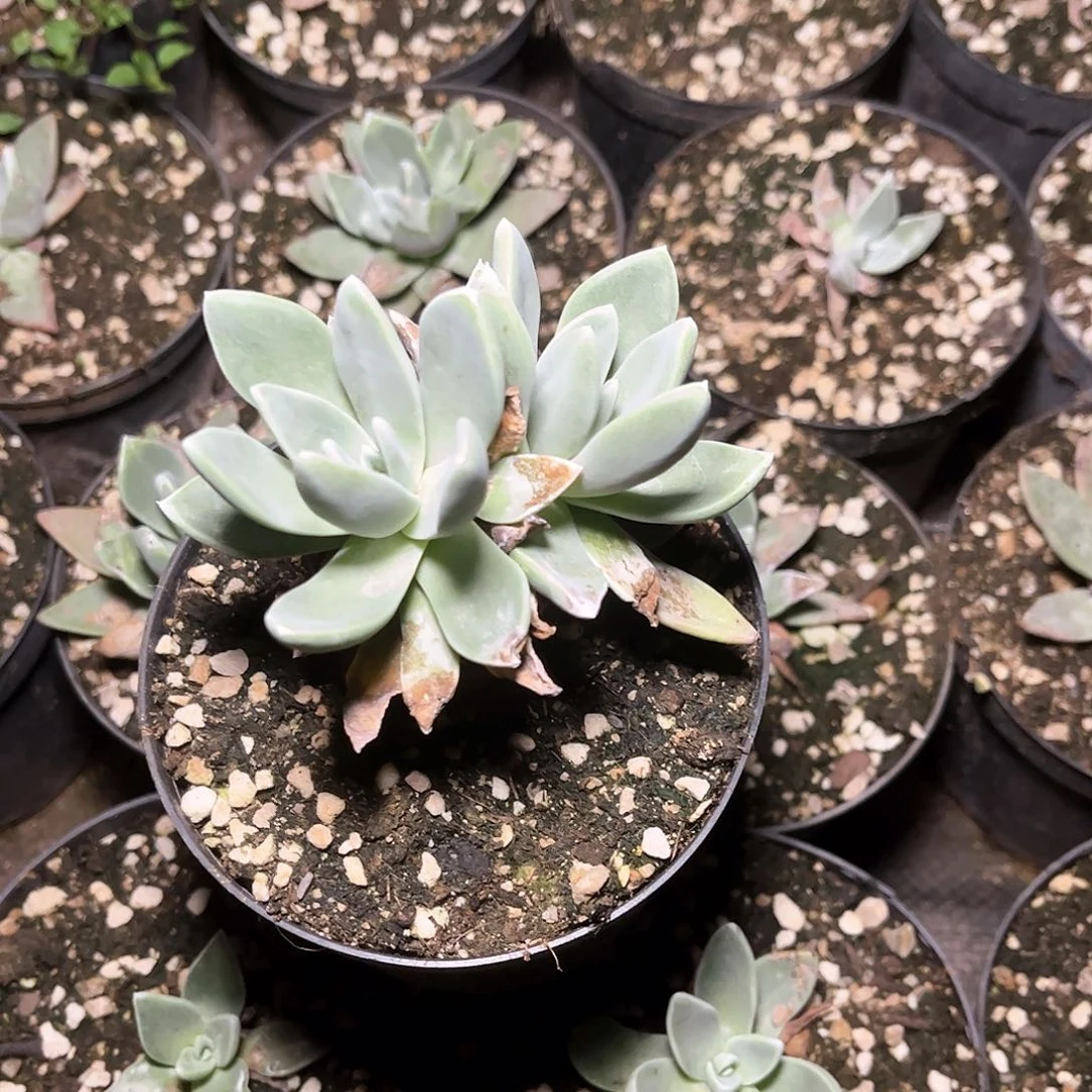 5199泡芙苹果叶多肉