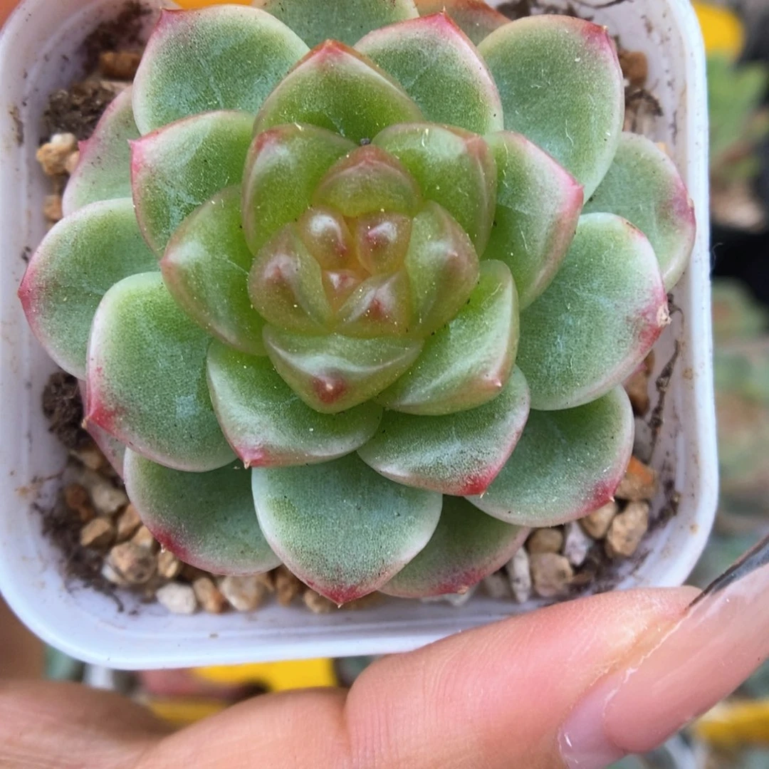 x7灯泡心珍妮516号。