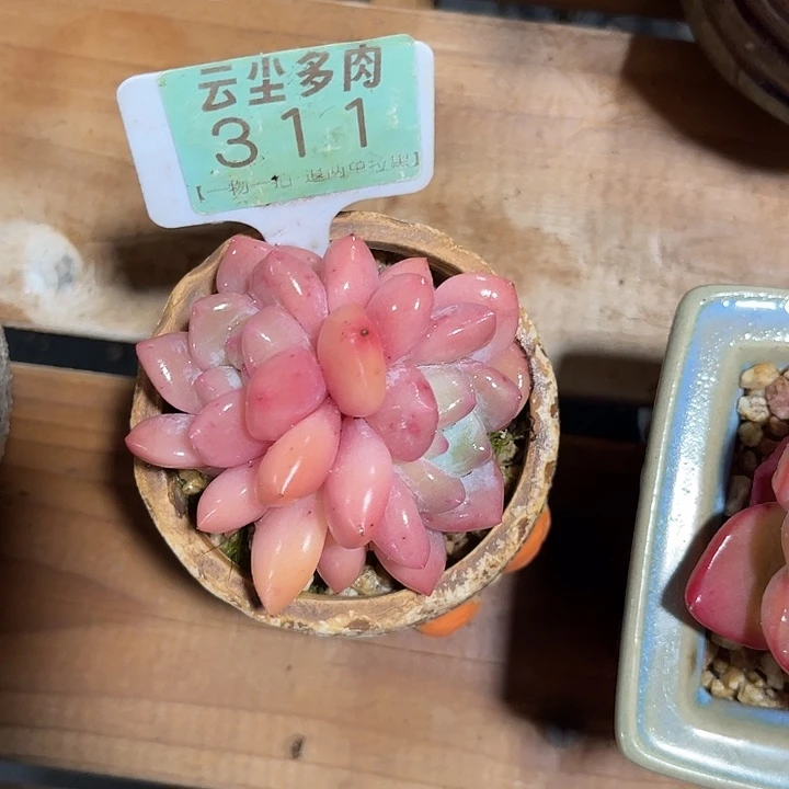 云尘多肉一物一拍 不含盆 311,