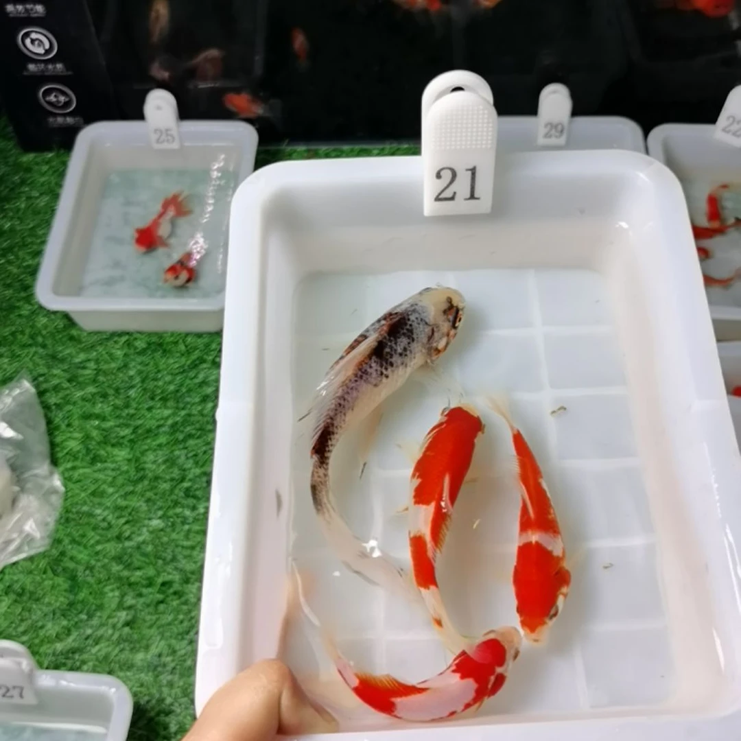 海水Z**r福利福利福利福利