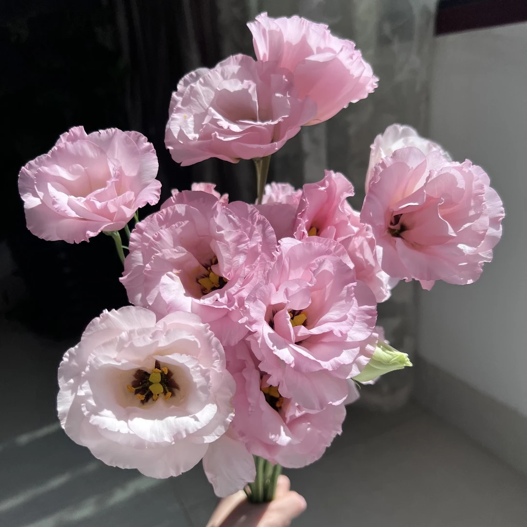 粉色洋桔梗盆栽庭院阳台爆花强花卉新手易养护