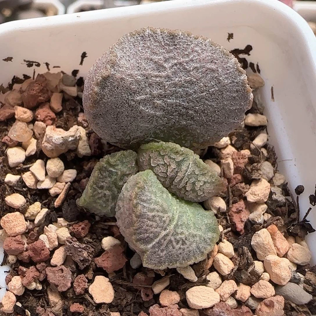 冰鳞磨砂蛋多肉植物