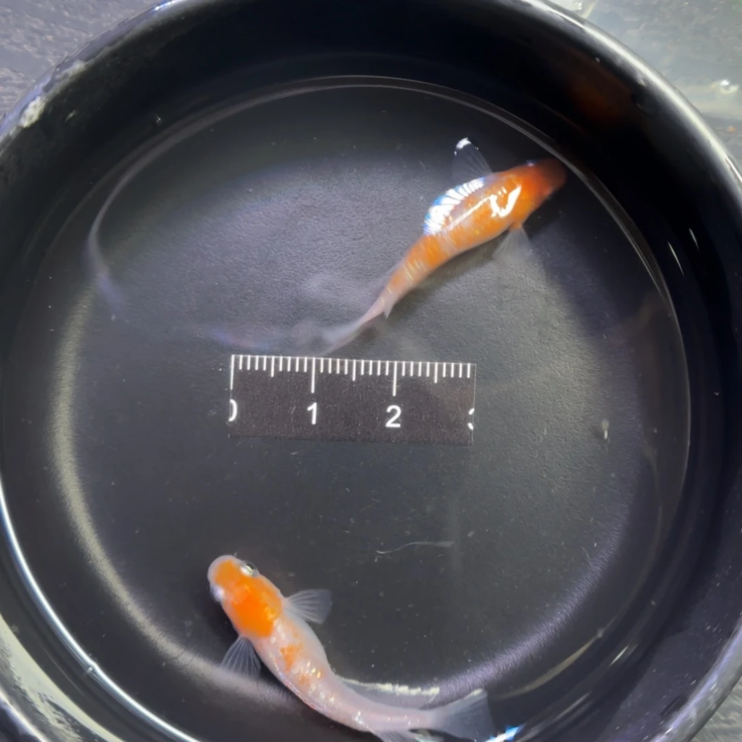 青鳉鱼观背青鳉鱼直播间6
