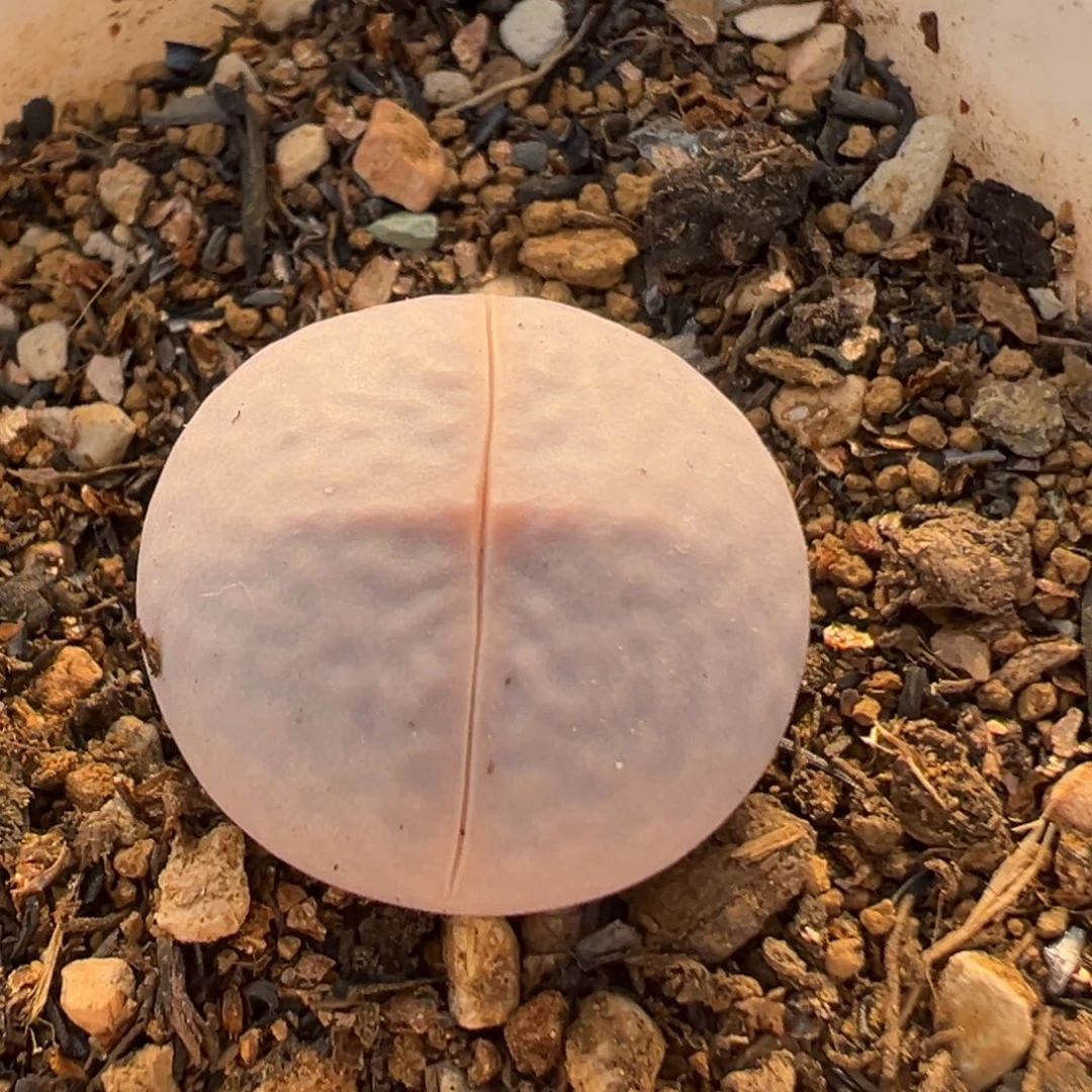 1005多肉植物百科知识