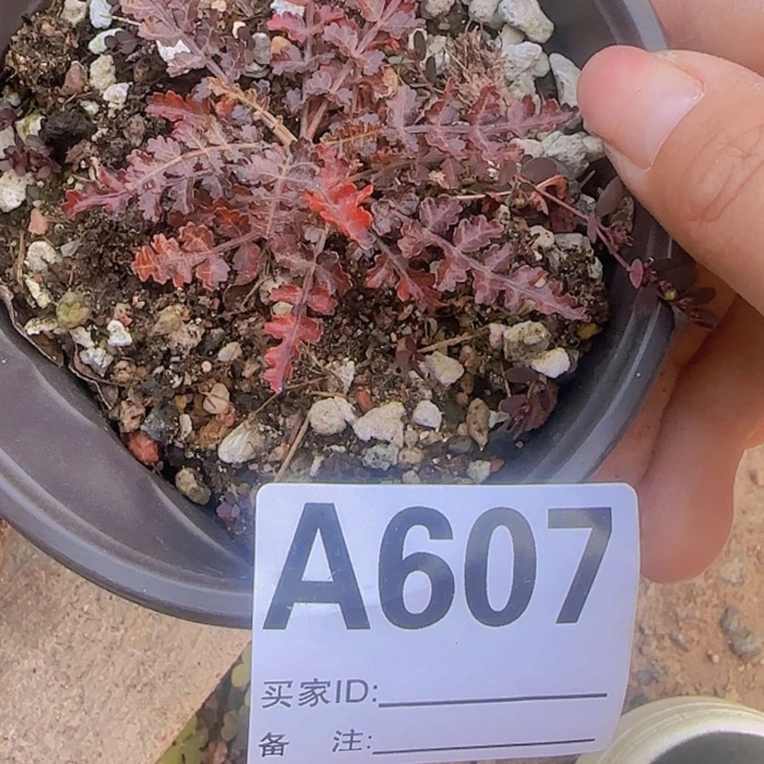 【闪购商品】氼块根植物