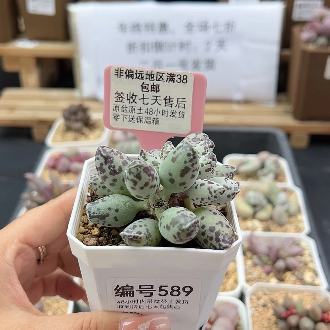 589特白肌海豹多肉植物