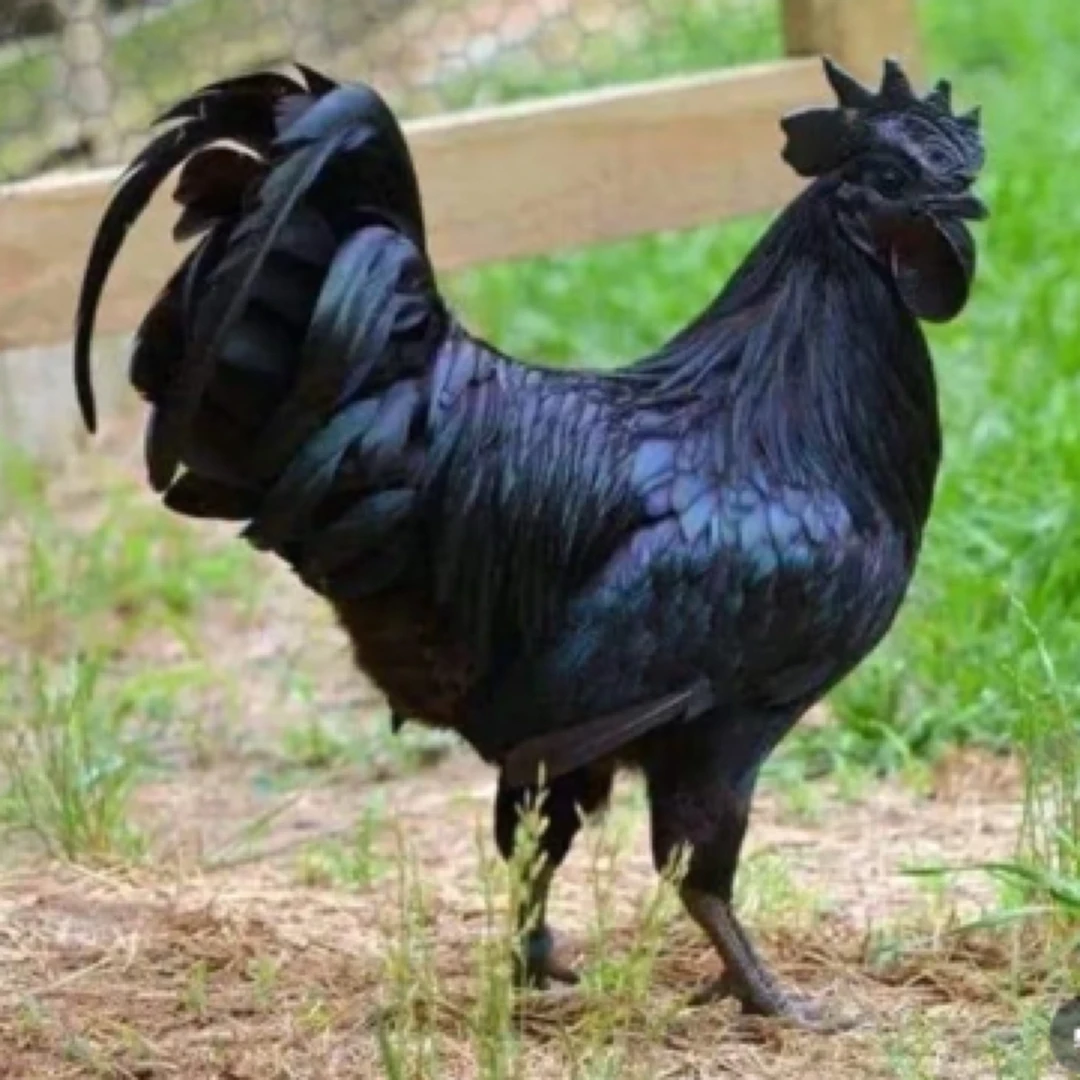 宠物鸡盐津乌骨公 顺丰包邮到手好看 1.5斤以上发货