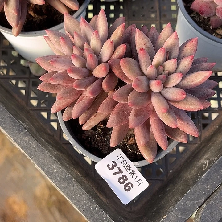 阿雅园艺。      3786