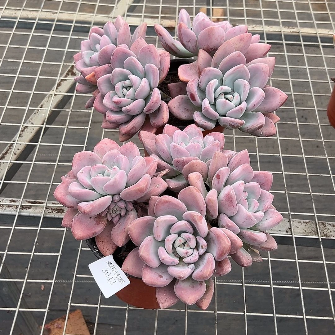 知***乐3043奥普多肉植物2棵