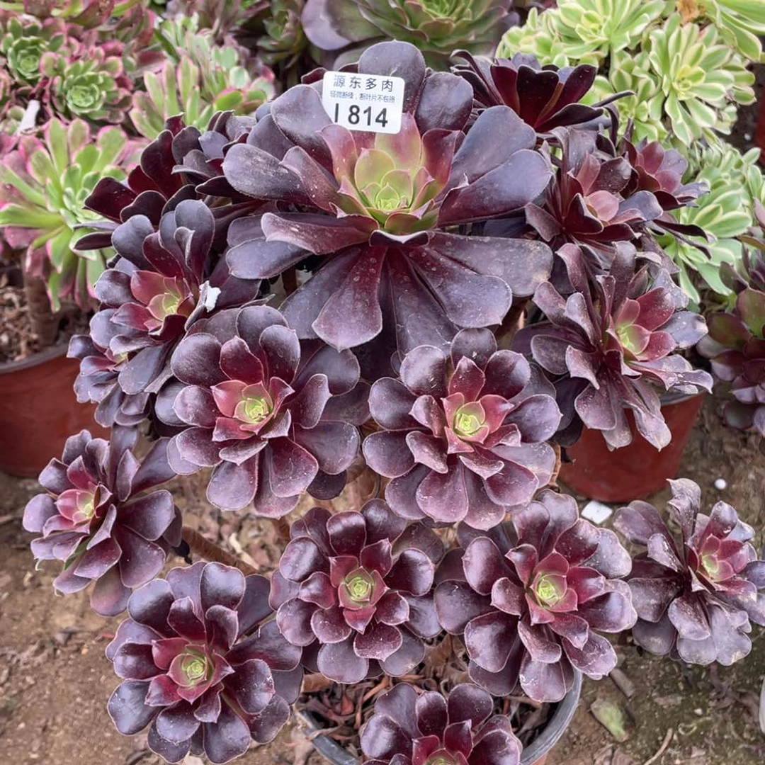 814梅花多肉法师断枝不包