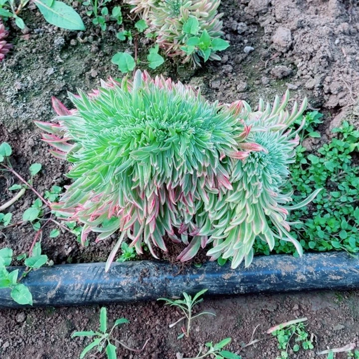 金丝菊缀地里大颗13号棚
