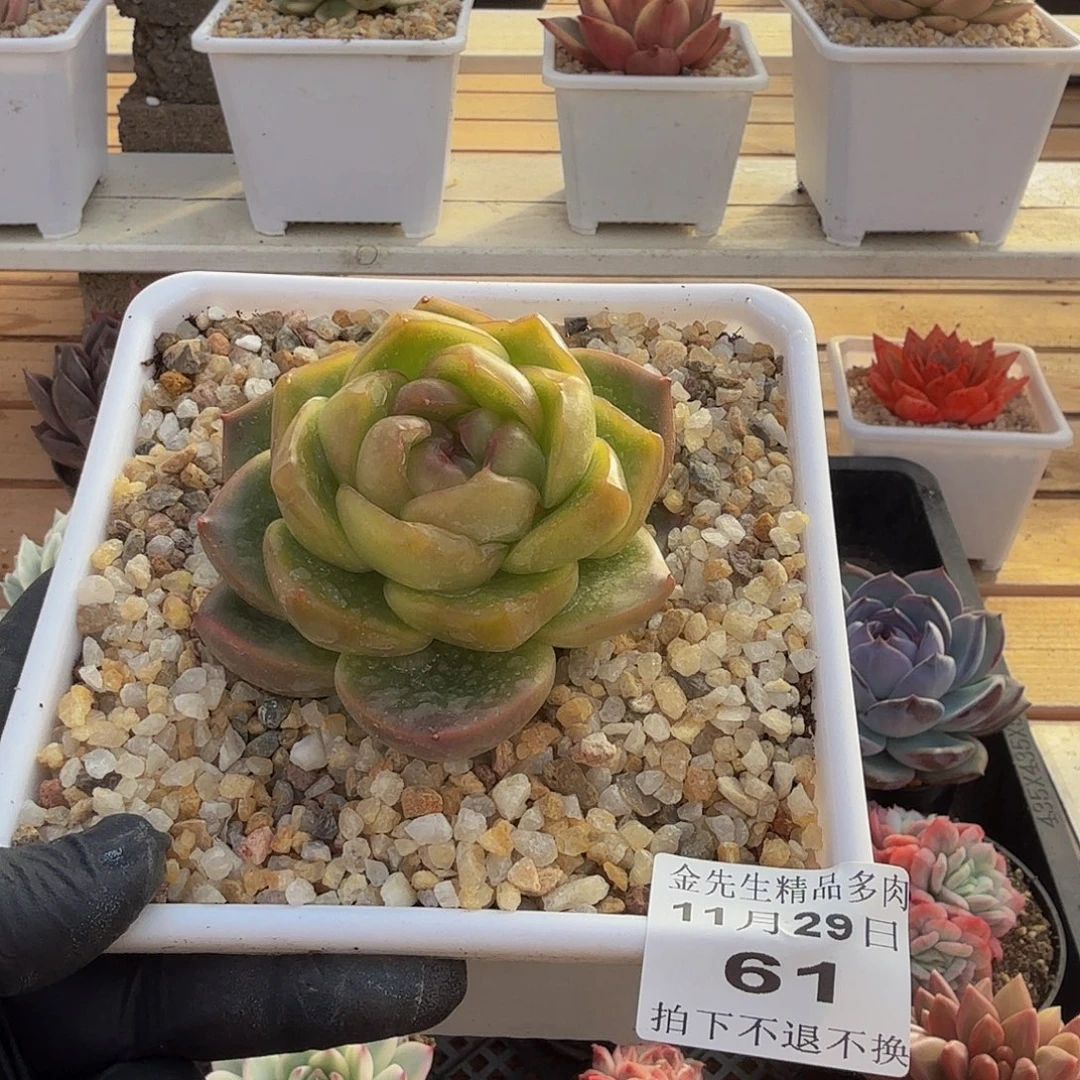 1129-61翠花珍妮单头