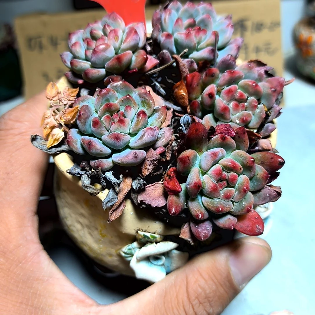 满6元包邮，蓝精灵五颗