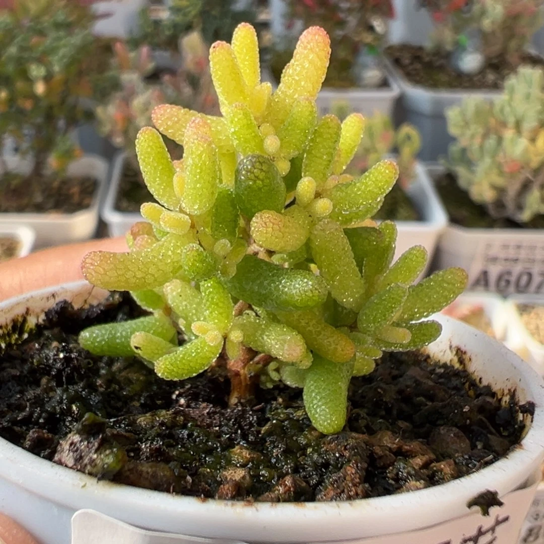 3-721枝干番杏多肉假猪直腿圣诞树迷你型五圆盆