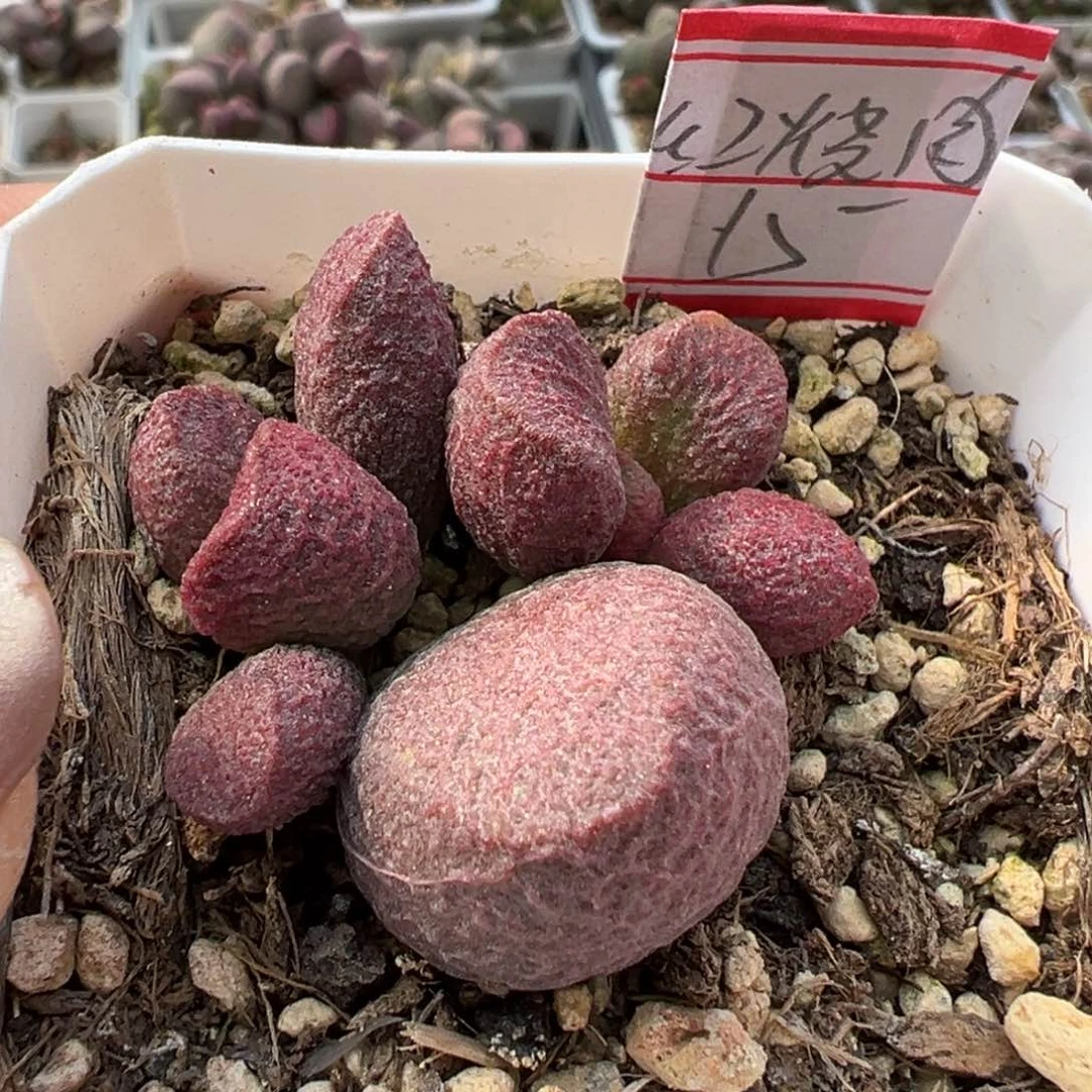 红烧肉多肉植物水泡