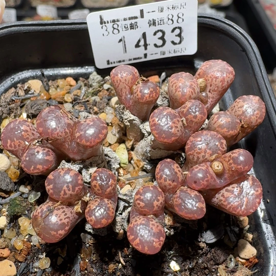 Z小黄车里去捡漏1433