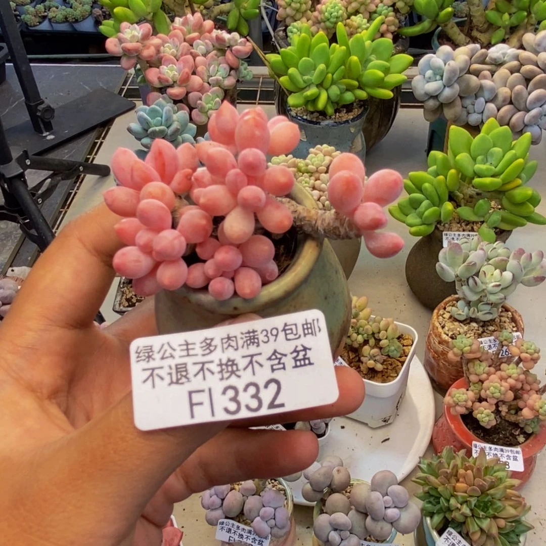 332婴儿手指多肉5c m