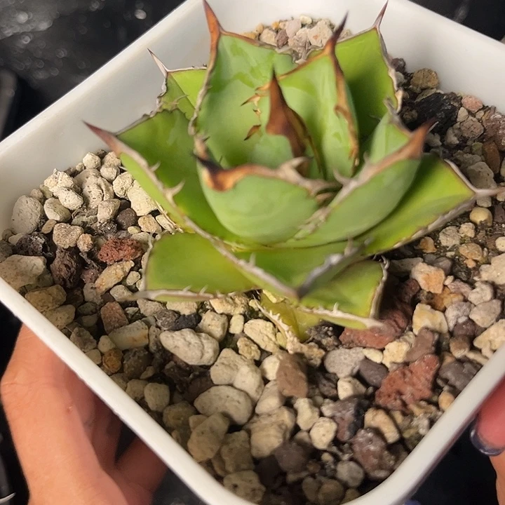 无花朵龙舌兰仁王冠小岛