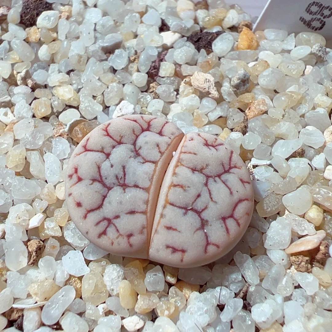 1124-292多肉多肉189荒玉