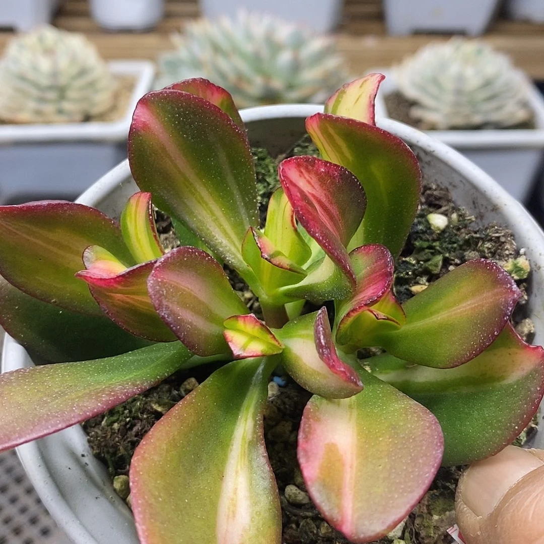 1693 七彩蝶锦自然群