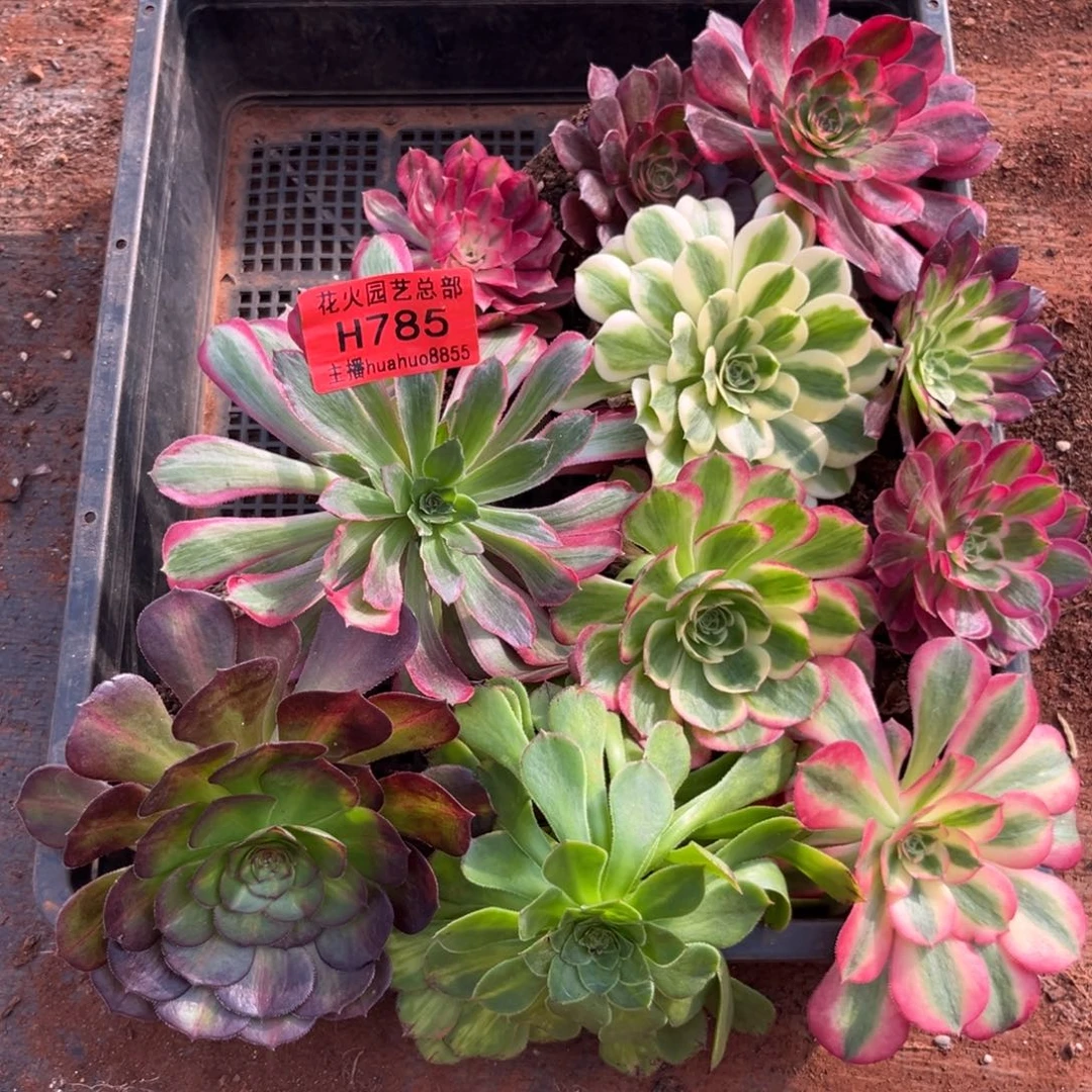 框拍785多肉植物法师