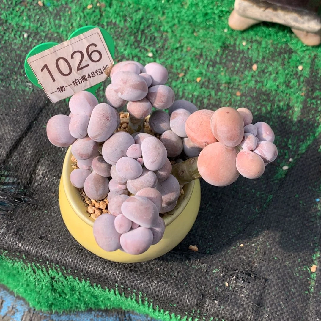 烟美人老桩无砍1026