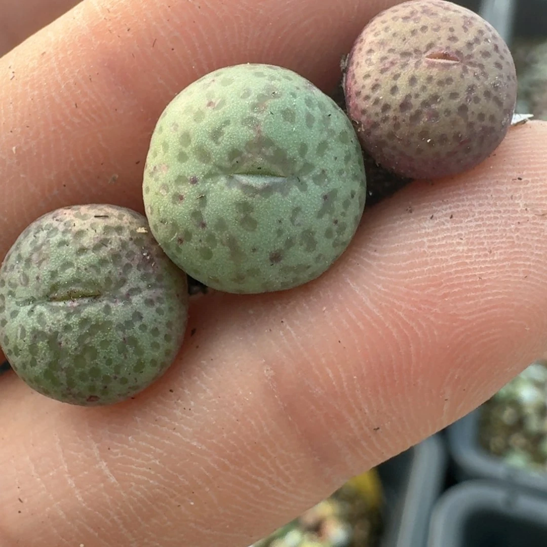 119三颗小金桔00000000000