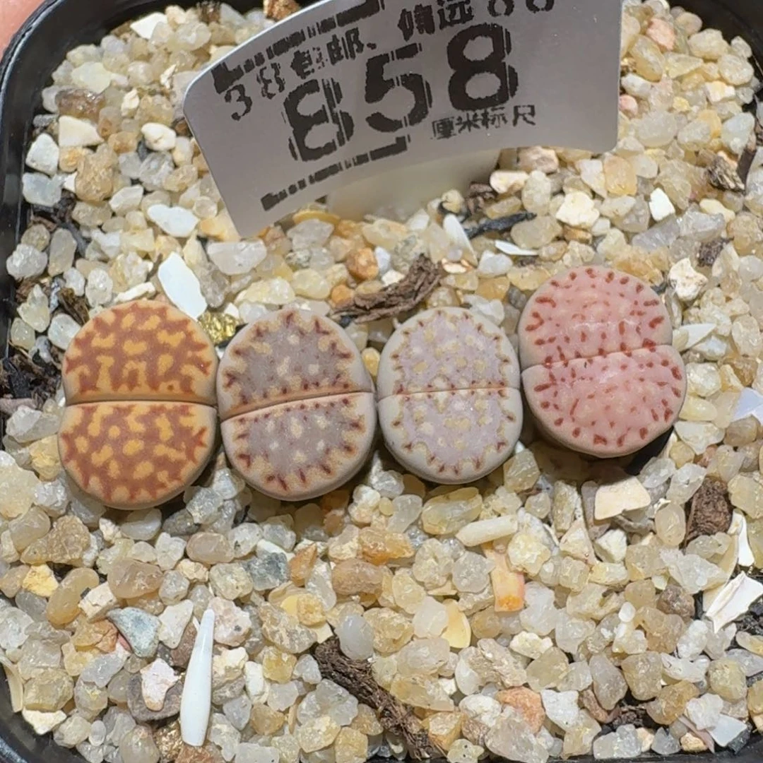 zzzzz精品生石花858