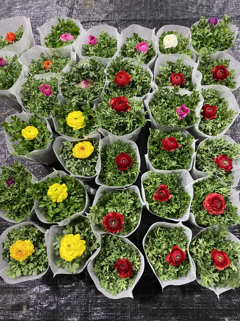 【芹叶牡丹】全场任意2盆包邮 洋牡丹带花带花苞发货