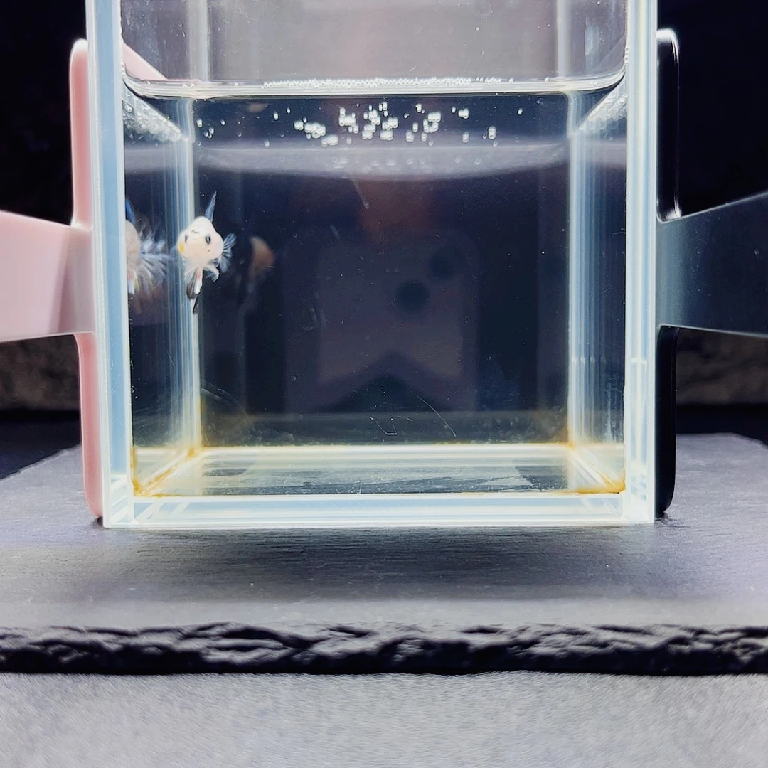 海水鱼宙斯09-19竞拍