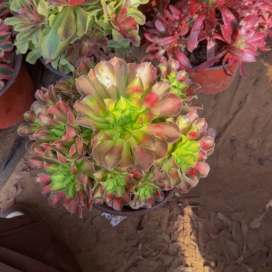 韶华法师9.9多肉植物