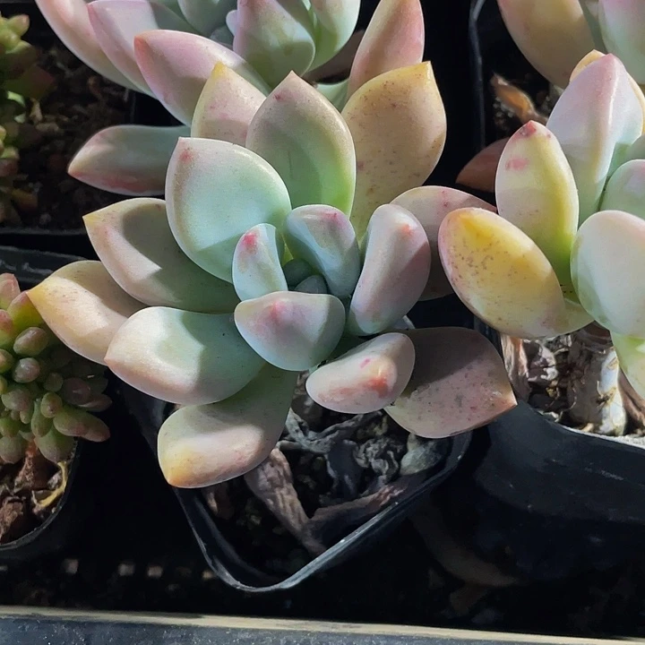 奥普2.8带盆土发