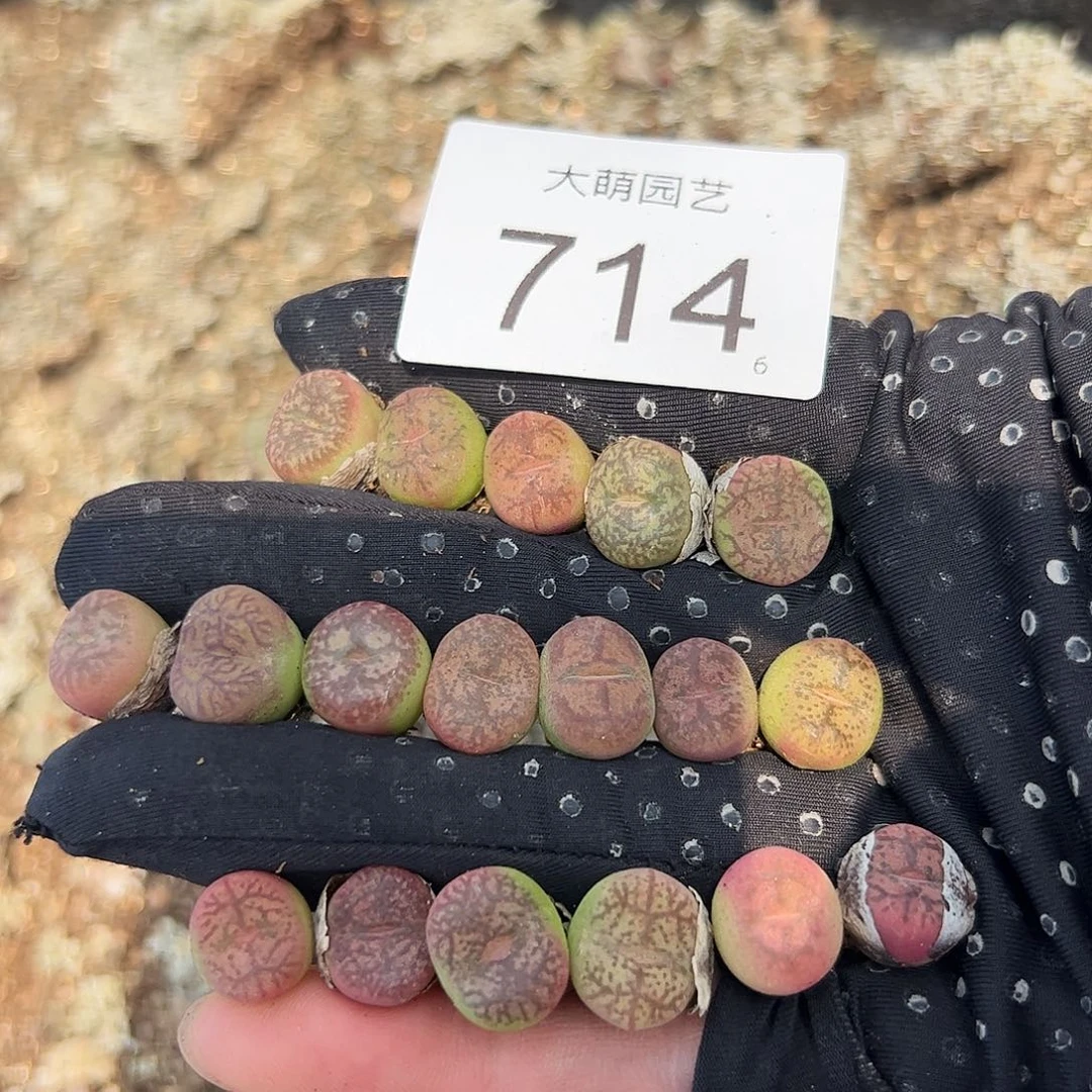 量拍以下1颗。      714