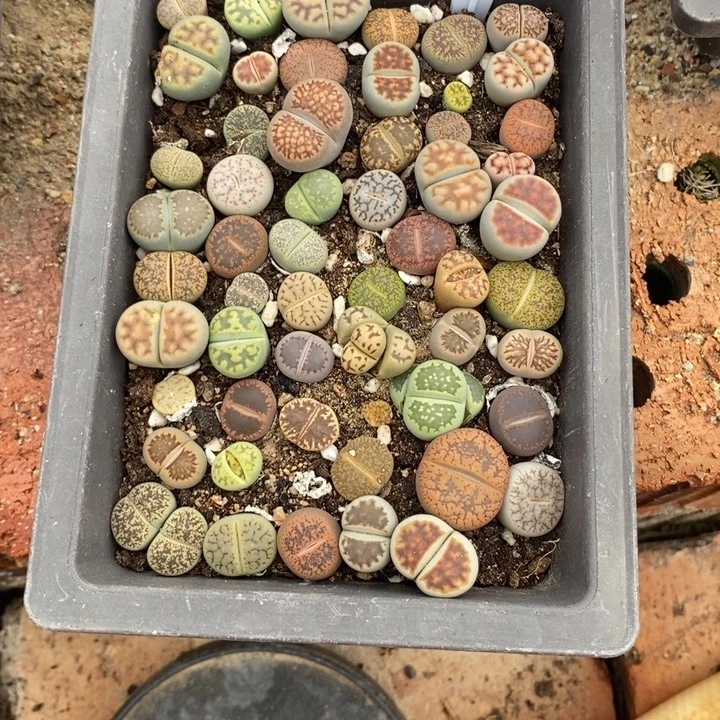 猫***林生石花的季节是最810