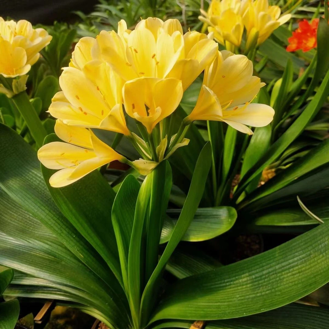 自家繁育精品黄花君子兰花苗金皇冠黄百合5-7片叶对版对色