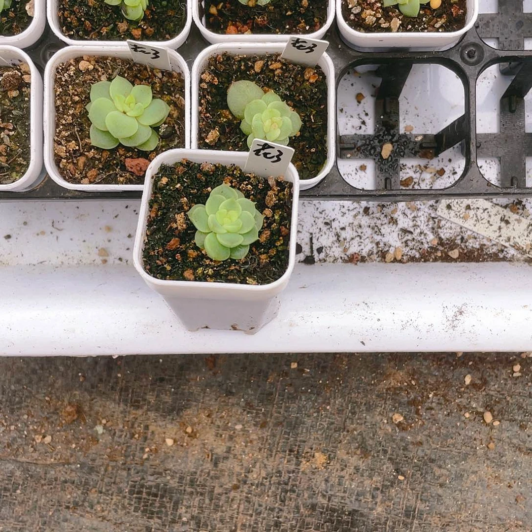 等*停仙台中苗盆一个满25包邮