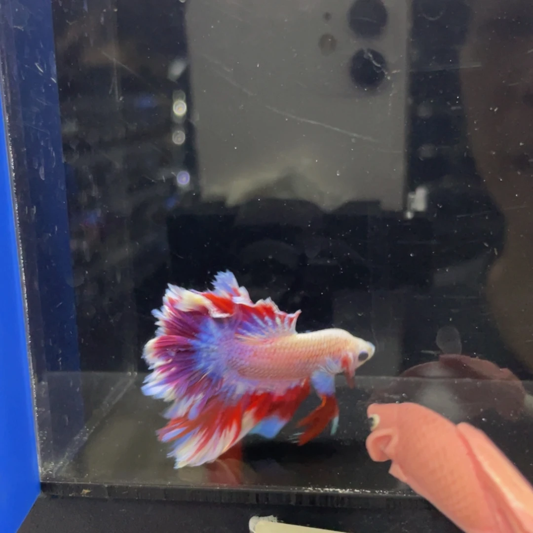 斗鱼哈哈哈哈试试527