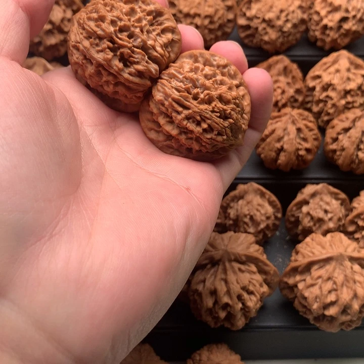 其他核桃孤*丨秦岭的一