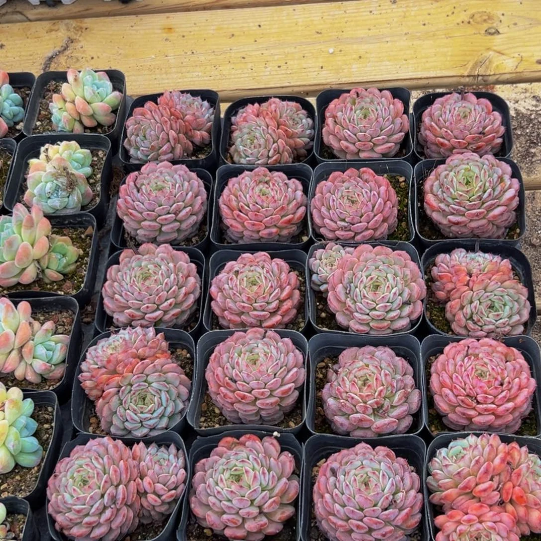 129多肉植物的生长发育规律及