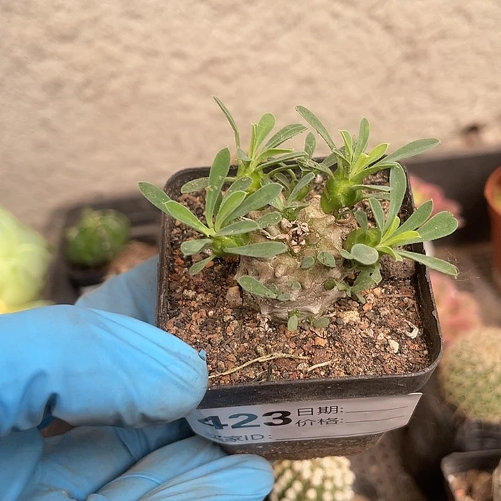 423仙人球开花仙人球植物