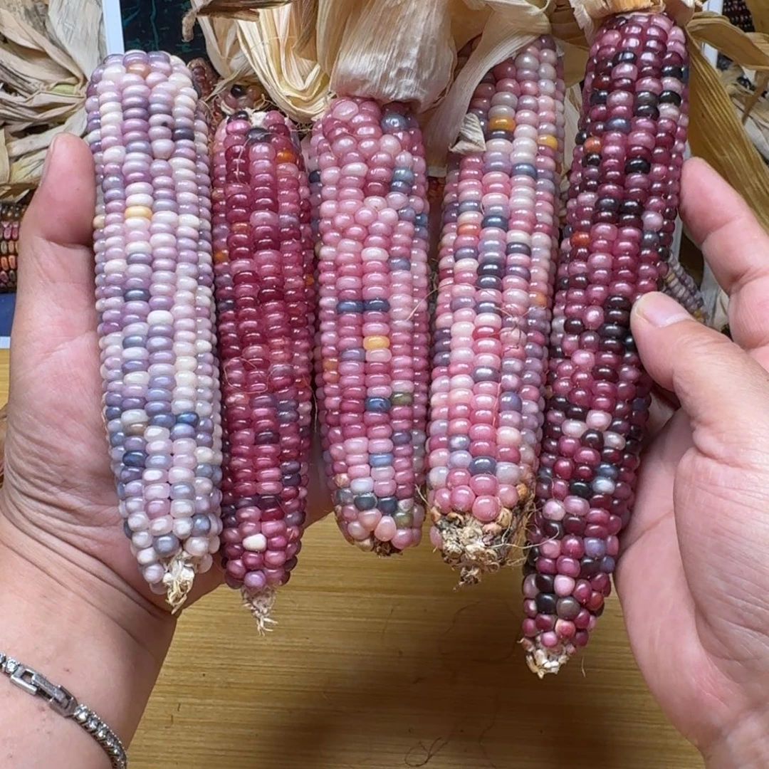 J***d柏香籽/百香籽吊坠