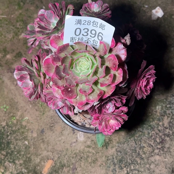 轻***a0396霁月多肉植物