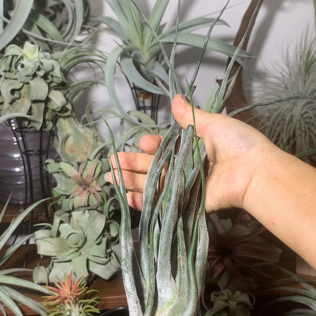 超长叶河豚45厘米左右