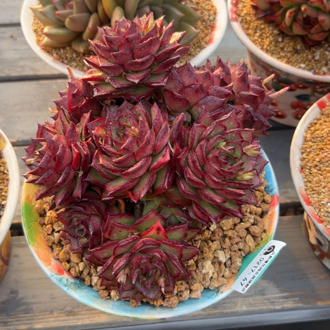 多肉一物一拍0217-47