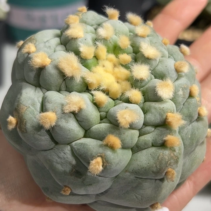 L****s803 可帮发根可发货