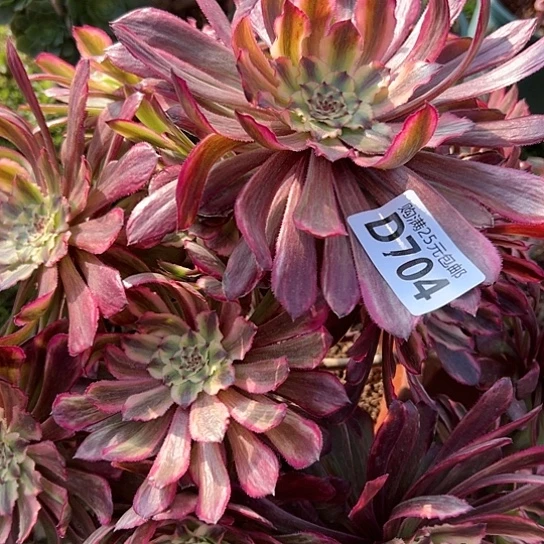 小****3多肉植物一个