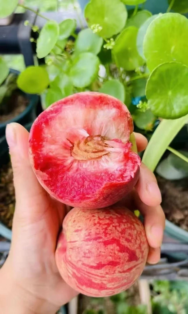 广水正宗老树胭脂红桃子现摘现发