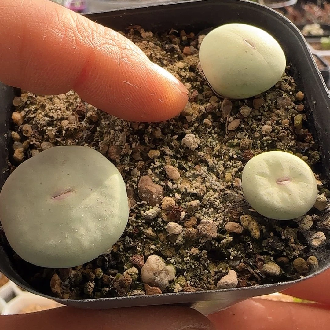 板****馆28包邮脱土发货26932